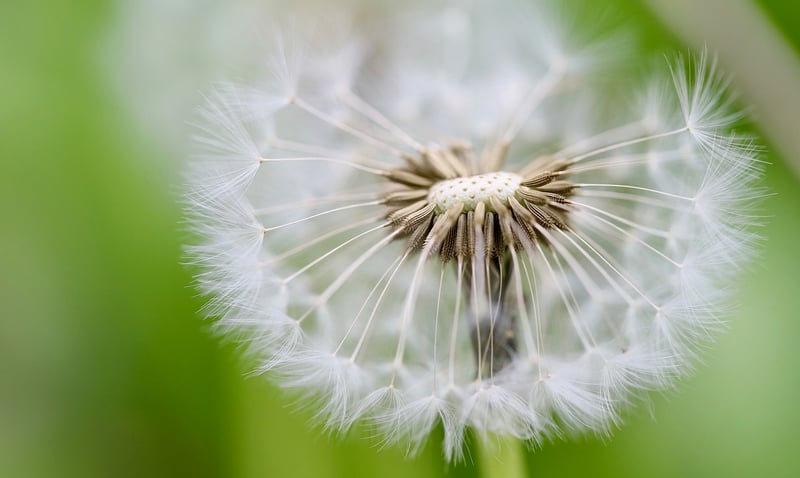 Dandelion Seeds